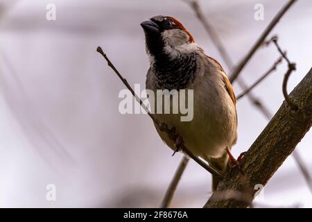 Ein erwachsener Haussperling (Passer domesticus) steht allein im Winter auf einem blattlosen Ast. Es hat rote hellbraune und dunklere braune Pelze in seinem Stockfoto