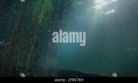 Kelpwald, Algen-Algen, wunderschöne Meereslandschaft mit leerem Raum Stockfoto