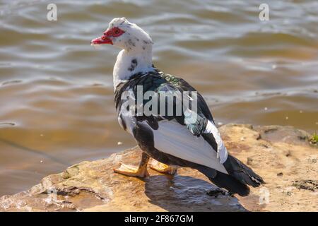 Nahaufnahme einer moskauer Ente, die auf einem Felsen thront Am Teich Stockfoto