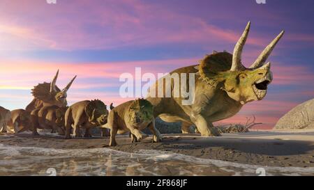 Triceratops horridus Gruppe, Gruppe von Dinosauriern am Strand (3d Science Rendering Banner) Stockfoto