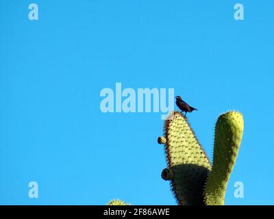 Kaktusfink (Geospiza scandens), der auf einer Kaktusanlage auf der Darwin Station in Puerto Ayora, Insel Santa Cruz, Galapagos, Ecuador, thront Stockfoto