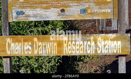 Lavaeidechse thront auf einem Schild am Bahnhof Darwin in Puerto Ayora, Insel Santa Cruz, Galapagos, Ecuador Stockfoto