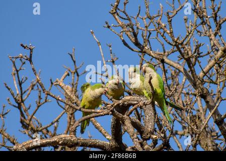 Gruppe von Mönchssittich (myiopsitta monachus), oder quaker Papagei, in einem Baum Stockfoto