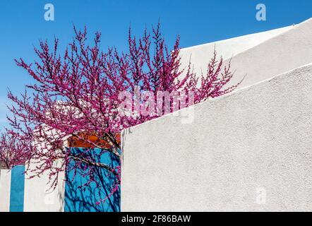 Kirschblütenbaum neben dem blau-weißen lehmziegelhaus in Albuquerque, New Mexico Stockfoto