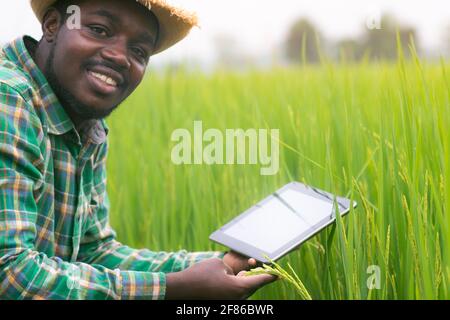 Afrikanischer Landwirt mit Tablette für Forschung Reis in Bio-Farm Feld.Landwirtschaft oder Anbaukonzept Stockfoto