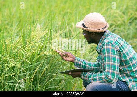 Afrikanischer Landwirt mit Tablette für Forschung Reis in Bio-Farm Feld.Landwirtschaft oder Anbaukonzept Stockfoto