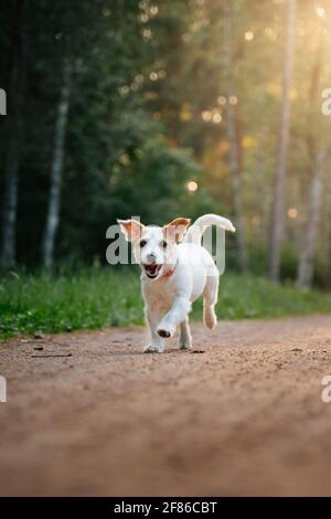 Jack russell Terrier Hund läuft auf einem Waldweg. Stockfoto