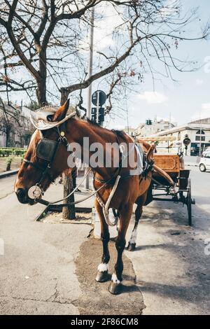 Palermitan Pferdewagen mit weißem Hut in Palermo Altstadt, Sizilien, Italien. Stockfoto