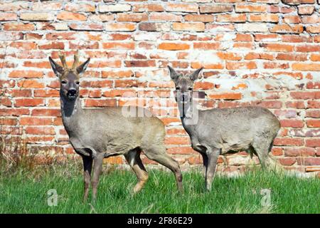 Zwei Rehe buck an der Ziegelmauer Stockfoto