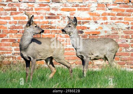 Capreolus capreolus männlich, ältere und jüngere Buckhirsche, städtische Tiere Stockfoto