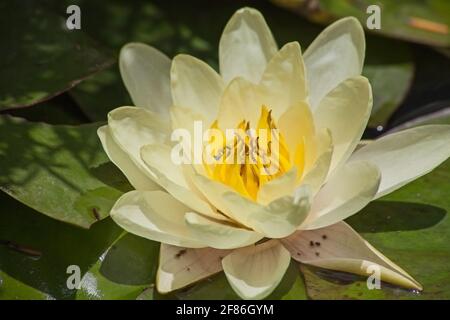 Nymphaea caerulea 13899 Stockfoto