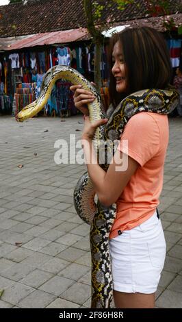 Eine asiatische Frau, die eine Python in der Hand hält. Stockfoto