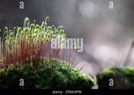 Nahaufnahme des Moosfleckes (Pohlia-Nutans) Über grünem Waldboden Hintergrund Stockfoto