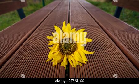 Eine Sonnenblume auf dem Tisch eines Picknickbereichs Stockfoto