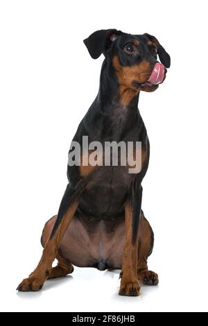 Pinscher Hund auf weißem Hintergrund Stockfoto