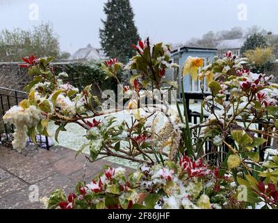 In einem Garten in Maidenhead, Bekshire, lässt sich leicht Schnee stauben. Pub-Besucher müssen sich am Montag warm einhüllen, da für den ersten Tag der Wiedereröffnung von Gastfreundlichkeit im Freien in England kühle Temperaturen prognostiziert werden. Bilddatum: Montag, 12. April 2021. Stockfoto