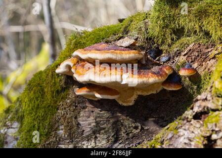 Rot gebänderter Polypore, der auf einem Baum wächst, der von grünem Moos bedeckt ist. Ein parasitärer Pilz, der auf einem Baum wächst wie das Virus Fomitopsis pinicola Stockfoto