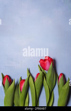 Fünf leuchtend rote und rosa Tulpenblüten mit grünen Blättern auf blauem Strukturbeton. Saisonaler Hintergrund mit frischen natürlichen Blume flach legen und Kopie sp Stockfoto