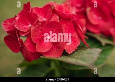 Rote Hydrangea (Leuchtende Hydrangea). Wunderschöne, leuchtend rote Blumen und üppiges Laub aus nächster Nähe im Garten Stockfoto