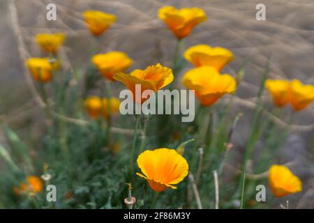Goldene Mohnblumen aus nächster Nähe. Schöne wilde Blumen in der Wüste blühen Stockfoto