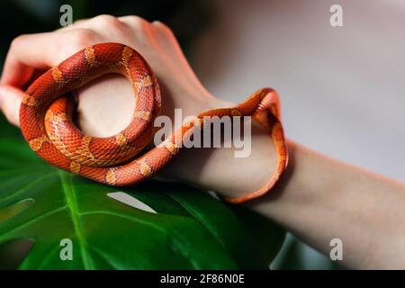 Maisschlange umwickelt Frau Hand auf grünem Natur Hintergrund. Exotisches Haustier. Nahaufnahme. Wildlife-Konzept. Stockfoto