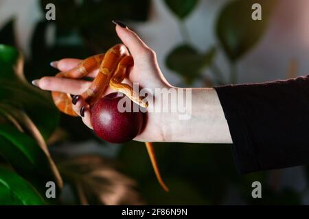 Maisschlange, die um eine Frauenhand gewickelt ist und einen Apfel vor dem Hintergrund der grünen Natur hält. Konzept der verbotenen Früchte. Versuchung Stockfoto