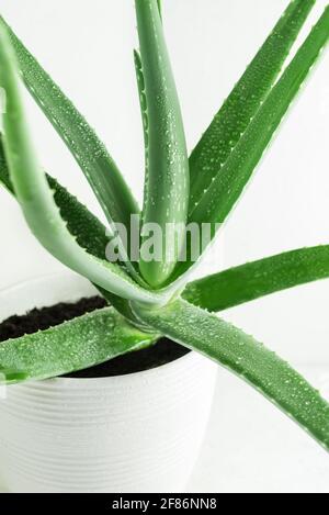 Aloe Vera Pflanze in weißem Keramik Topf Nahaufnahme. Frische grüne Blätter der Aloe-Zimmerpflanze. Stockfoto