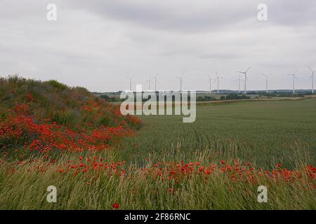 Rote Mohnblumen wachsen entlang Ackerland mit Windturbinen in der Entfernung Stockfoto