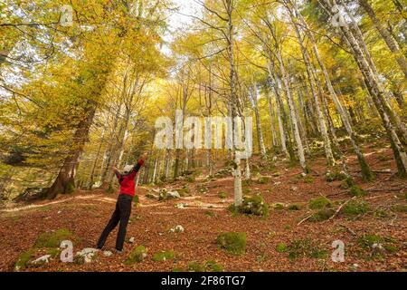 Ein Trekker zu Fuß solo durch den Wald in einem sonnigen Atumnal day Stockfoto