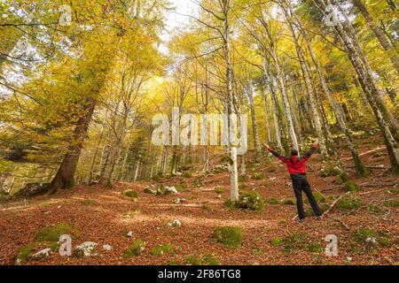 Ein Trekker zu Fuß solo durch den Wald in einem sonnigen Atumnal day Stockfoto