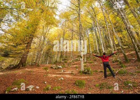 Ein Trekker zu Fuß solo durch den Wald in einem sonnigen Atumnal day Stockfoto