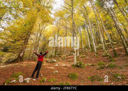 Ein Trekker zu Fuß solo durch den Wald in einem sonnigen Atumnal day Stockfoto