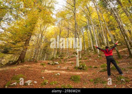 Ein Trekker zu Fuß solo durch den Wald in einem sonnigen Atumnal day Stockfoto