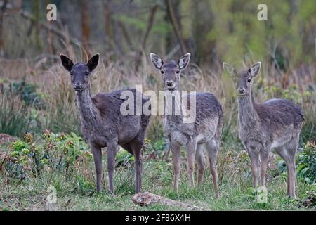 Drei Damwild-Waldinnen von Dean UK Stockfoto