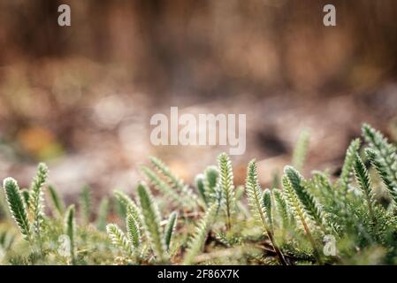 Nahaufnahme von neu aufgetauchten Grasblättern über grünem Waldboden Hintergrund, Wiederbelebung der Natur im Frühjahr Stockfoto