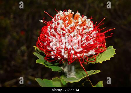 Leuchtend rote und weiße Blume der scharlachroten Banksia, Banksia coccinea, natürlicher Lebensraum in Südwestaustralien, Seitenansicht Stockfoto