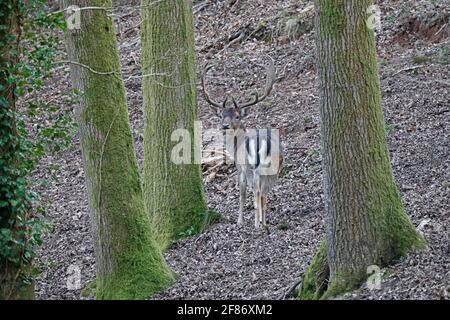 Männlicher Brachhirschwald von Dean UK Stockfoto