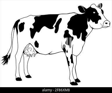 Vektor-Illustration in Cartoon-flachen Stil. Weiße und schwarze junge Kuh, die auf weißem Hintergrund steht. Stock Vektor