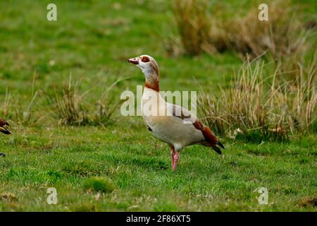 Eine ägyptische Gans auf einer Wiese Stockfoto