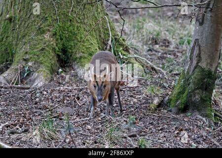 Männlicher Muntjac Deer Forest von Dean UK Stockfoto