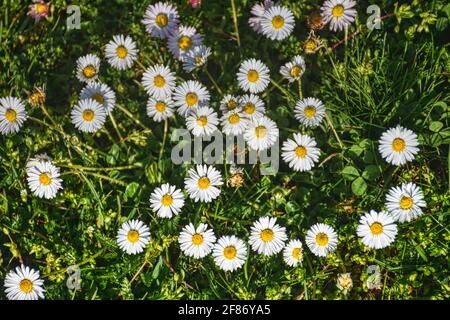 Gänseblümchen, Ausdauerndes Gänseblümchen, Mehrjähriges Gänseblümchen, Maßliebchen, Tausendschön, Monatsröserl, Margritli. Blume, Wiesenblumen, Gras, Stockfoto