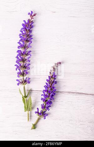 Salbei Kräuterblumen auf rustikalem weißen Holztisch Hintergrund. Draufsicht. Stockfoto