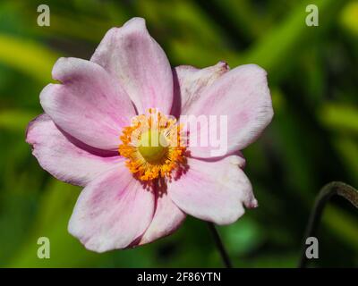 Nahaufnahme einer pastellrosa japanischen Windblume in voller Blüte Im Garten vor grünem Laubhintergrund Stockfoto