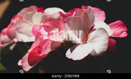 Hübsche Rosa- und Weißtöne, wunderschöne rosa-weiße Pelargonium- oder Geranienblüten in Blüte im Garten, dunkler unscharfer schwarzer Hintergrund Stockfoto