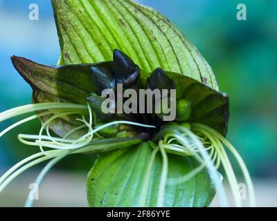 Ungewöhnliche Blume der Fledermauspflanze, Tacca Chantrieri, Knospen, die kurz vor der Blüte im subtropischen Küstengarten blühen, blau-grüne Hintergrundfarbe Stockfoto