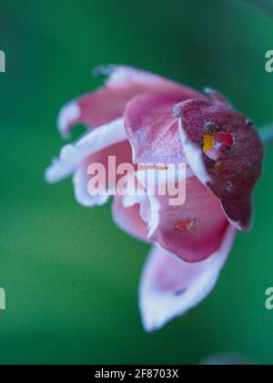 Blütenmakro einer pinkfarbenen japanischen Windblume oder Anemone Hupehensis, die sich von Knospe zu Blüte öffnet, bereits mit einem Loch im blütengrünen Hintergrund Stockfoto