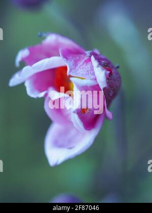 Blumen-Makro einer rosa japanischen Windblume, die sich von Knospe zu Blüte vor einem wunderschönen, gedämpften, verschwommenen grünen Hintergrund des Küstengartens öffnet Stockfoto