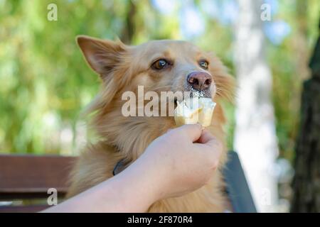 Eine Erwachsene Frau füttert Eis an einen roten Hund auf einer Bank in einem Sommerpark. Ein langhaariger Mischlingshund beißt Eis und Grimassen ab. Wählen Sie Stockfoto