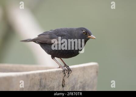 Blackbird im High Batts Nature Reserve, North Yorkshire Stockfoto