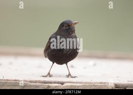 Blackbird im High Batts Nature Reserve, North Yorkshire Stockfoto